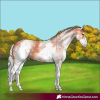 Horse Color:White Spotted Silver Bay 
