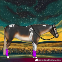 Horse Color:Gray Chocolate Palomino Tobiano 