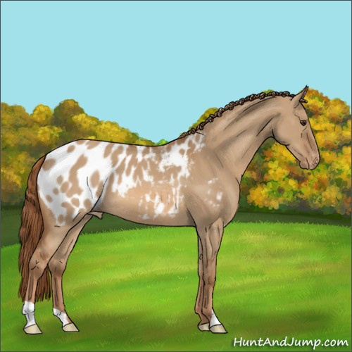 Horse Color:Red Dun Appaloosa 