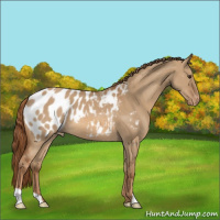 Horse Color:Red Dun Appaloosa 