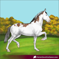 Horse Color:White Spotted Bay Splash