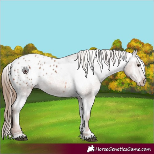 Horse Color:Chestnut Appaloosa 