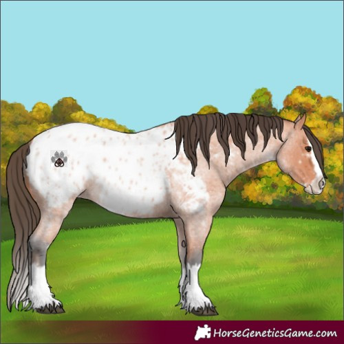 Horse Color:Bay Roan Splash Appaloosa 