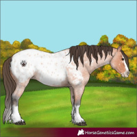 Horse Color:Bay Roan Splash Appaloosa 