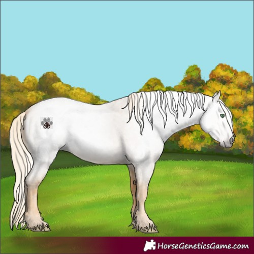 Horse Color:Gray Gold Cream Champagne Roan 