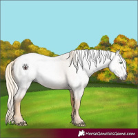 Horse Color:Gray Gold Cream Champagne Roan 
