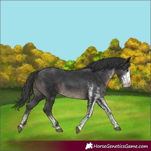 Horse Color:White Spotted Black 