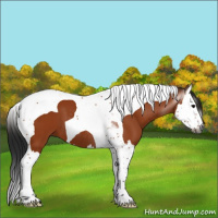 Horse Color:Gray Bay Splash Tobiano 