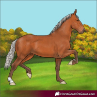 Horse Color:Silver Bay 