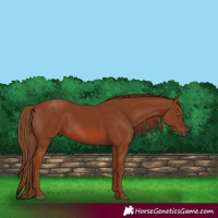 Horse Color:Chestnut 