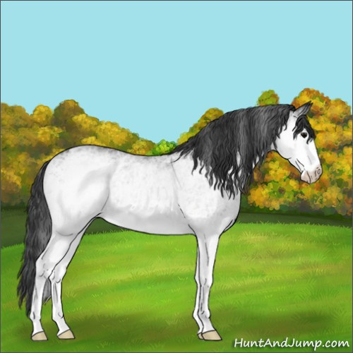 Horse Color:White Spotted Black