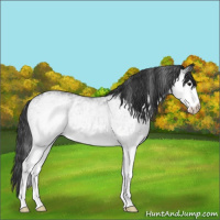 Horse Color:White Spotted Black 