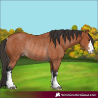 Horse Color:Bay Rabicano 