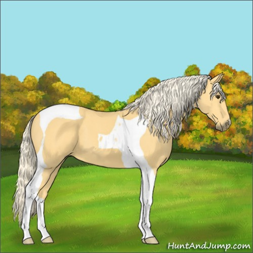 Horse Color:Palomino Tobiano 