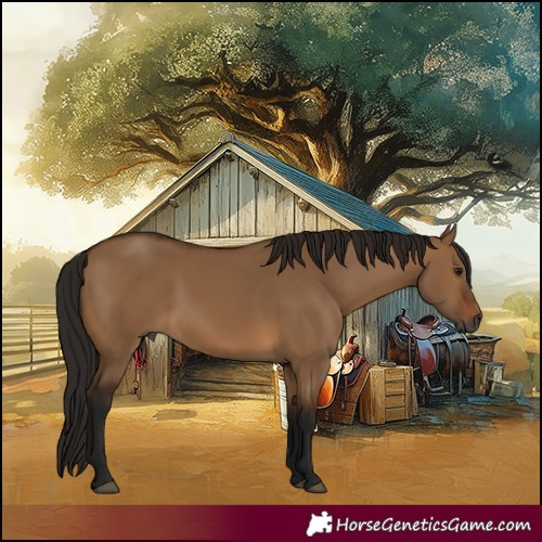 Horse Color:Gray Bay Dun 