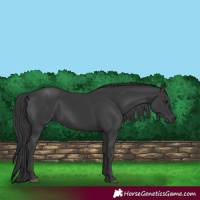 Horse Color:Black 