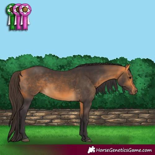 Horse Color:Buckskin 