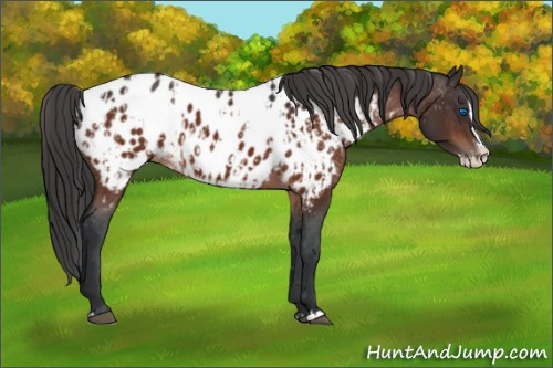Horse Color:Brown Sabino Splash Appaloosa  and Brown Sabino Splash Appaloosa 