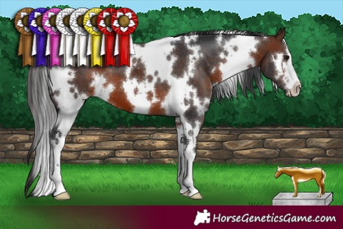 Horse Color:White Spotted Brown 