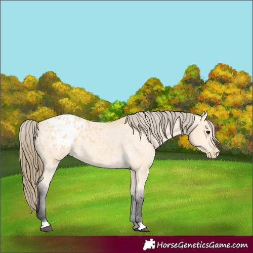 Horse Color:Buckskin Blanket 