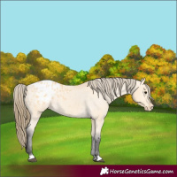 Horse Color:Buckskin Appaloosa