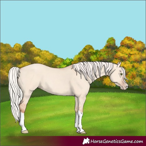 Horse Color:Silver Classic Champagne Dun Splash Frame 
