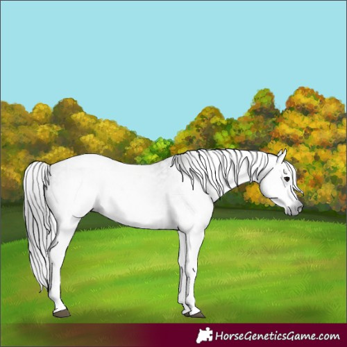 Horse Color:Gray White Spotted Black and Gray White Spotted Grullo