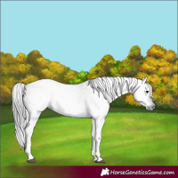 Horse Color:Gray White Spotted Black  and Gray White Spotted Grullo 