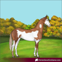Horse Color:Chestnut Splash Frame  and Chestnut Splash Frame 