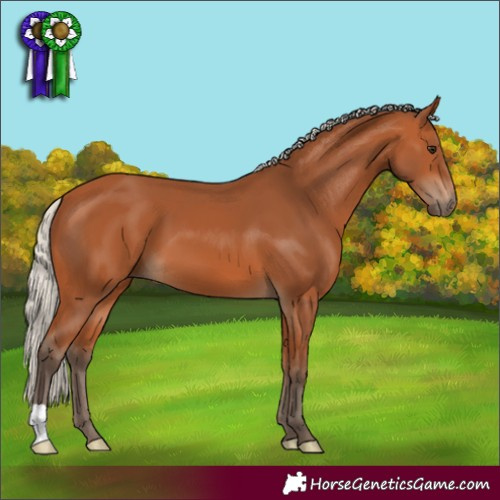 Horse Color:Silver Bay 