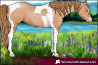 Horse Color:Bay Pearl Tobiano