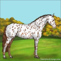 Horse Color:Chestnut Appaloosa 