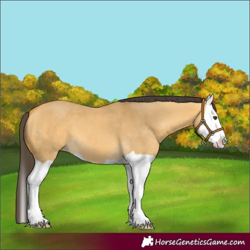 Horse Color:Unknown 