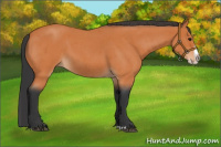 Horse Color:Bay Roan Splash 
