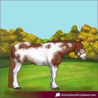 Horse Color:Chestnut Tobiano Frame