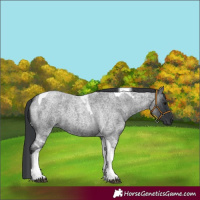 Horse Color:Blue Roan Tobiano