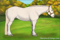Horse Color:Perlino Roan 