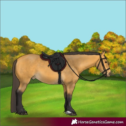 Horse Color:Buckskin 