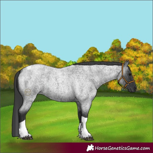 Horse Color:Blue Roan Tobiano