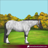 Horse Color:Blue Roan Tobiano 