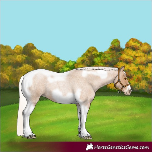 Horse Color:Silver Blue Roan Pearl Tobiano Frame