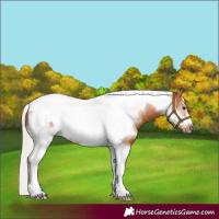 Horse Color:Silver Bay Tobiano Frame