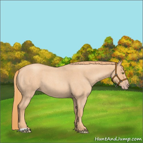Horse Color:Gold Champagne Roan 