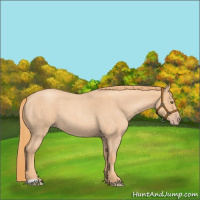 Horse Color:Gold Champagne Roan
