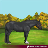 Horse Color:Black 