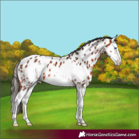 Horse Color:Bay Splash Frame Appaloosa 