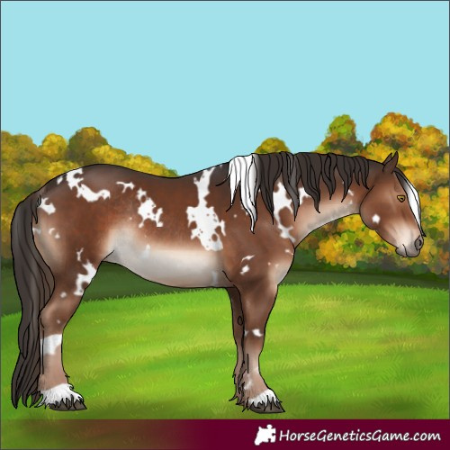 Horse Color:White Spotted Liver Chestnut Rabicano 