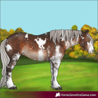 Horse Color:White Spotted Silver Brown