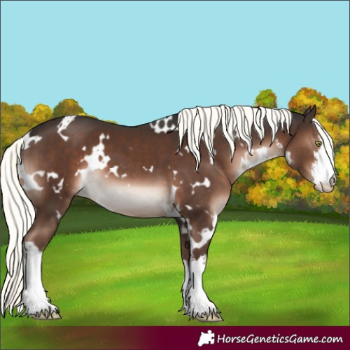 Horse Color:White Spotted Liver Chestnut Mushroom