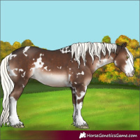 Horse Color:White Spotted Liver Chestnut Mushroom
